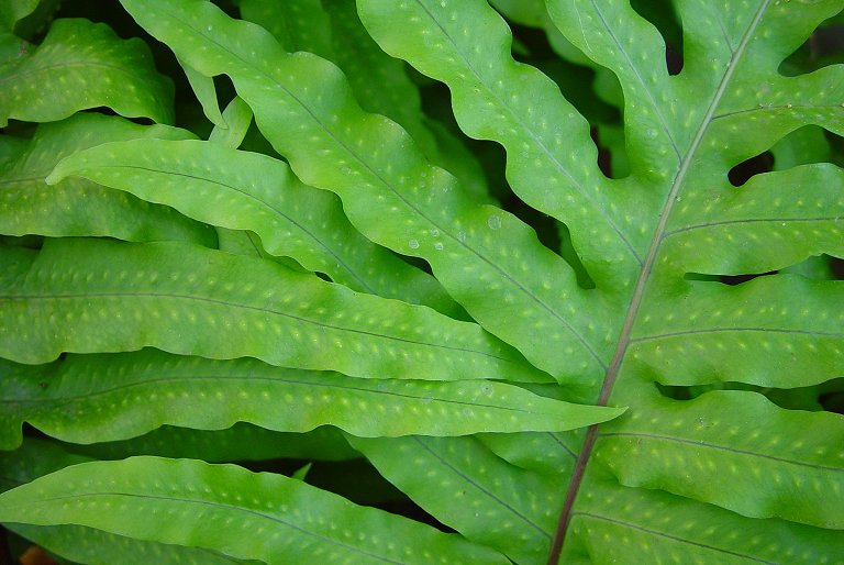 photo "Spring Green" tags: nature, macro and close-up, flowers