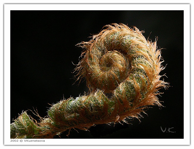 photo "Shaggy :-)" tags: macro and close-up, nature, flowers