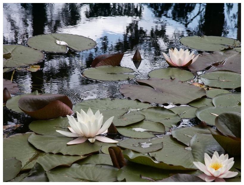 photo "Lilies" tags: nature, flowers