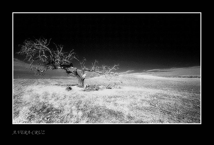 фото "The Old Cork Tree" метки: пейзаж, 