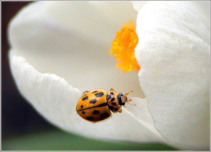 photo "The oval composition" tags: nature, flowers, insect