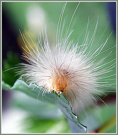 photo "My favorite blond" tags: macro and close-up, nature, insect