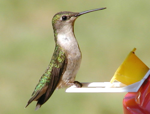 photo "My Favorite Hobby Is....." tags: portrait, nature, wild animals