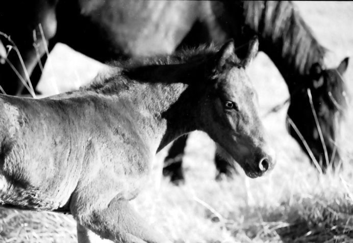 фото "Horses" метки: разное, 