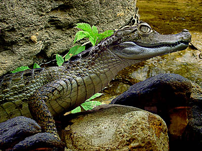 photo "The Dandy the crocodile!" tags: montage, nature, wild animals