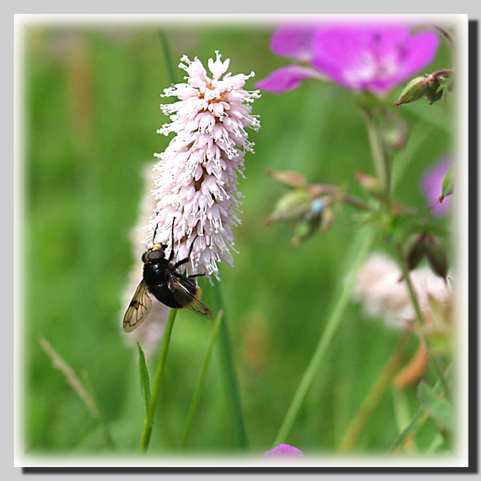 photo "The fly on a field has gone..." tags: macro and close-up, 