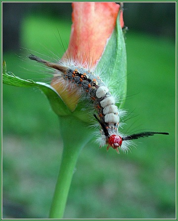 photo "I wonna fly!" tags: macro and close-up, nature, insect