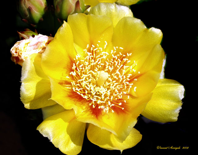 photo "Cactus Flower" tags: macro and close-up, nature, flowers