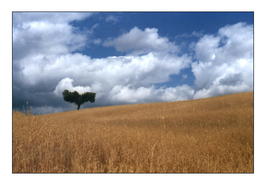 photo "Loneliness" tags: landscape, summer