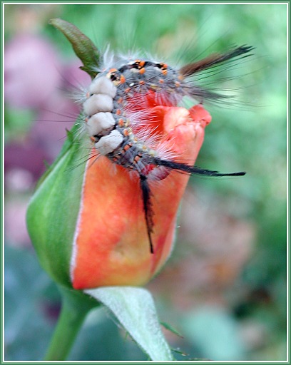 photo "Rose for breakfast (for lunch and for dinner too :" tags: macro and close-up, nature, insect