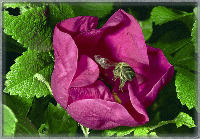 photo "Go on landing, release of undercarriage!" tags: nature, macro and close-up, flowers