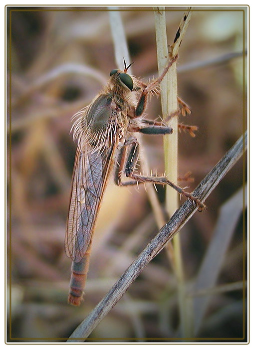 photo "Not a dragonfly" tags: nature, 