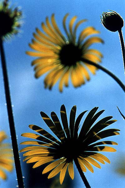 photo "." tags: nature, flowers