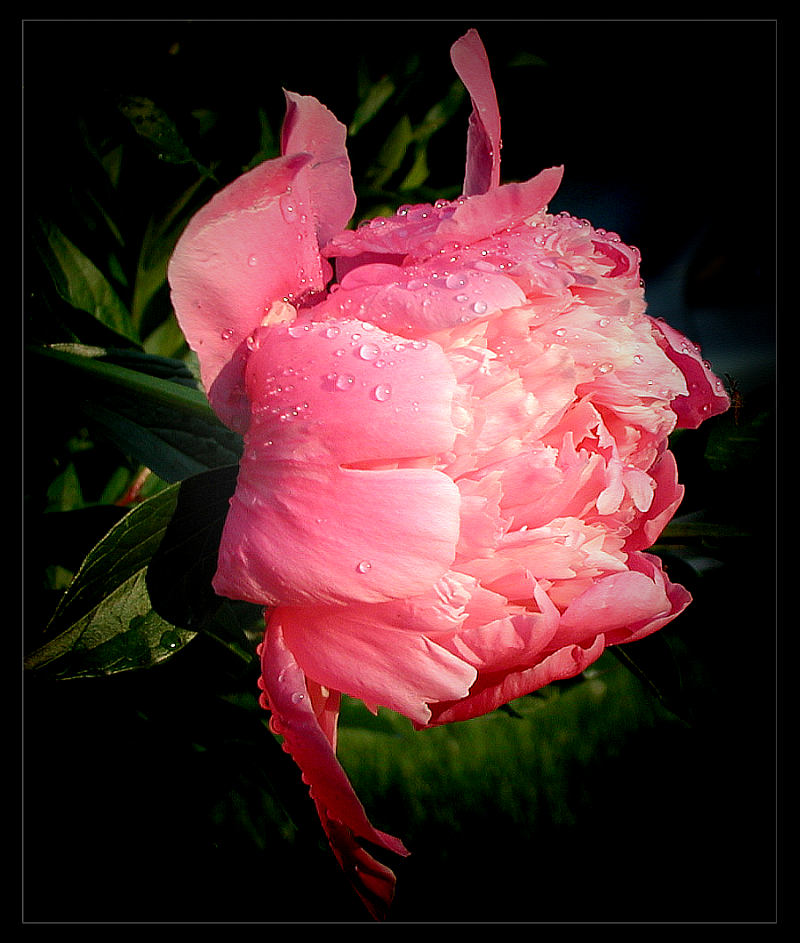 photo "Peony" tags: nature, macro and close-up, flowers