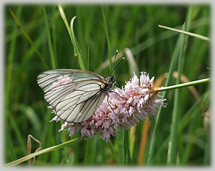 photo "The fairy, with transparent wings" tags: macro and close-up, 