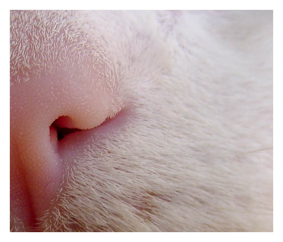 photo "Smell" tags: macro and close-up, nature, pets/farm animals