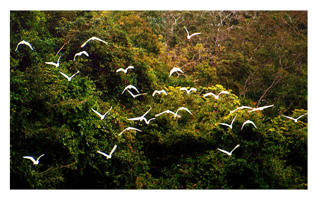 фото "fligth of herons" метки: природа, путешествия, Южная Америка, дикие животные