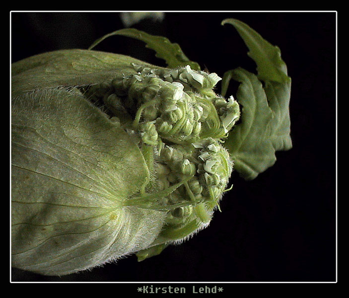 photo "*Giant hogweed  Baby*" tags: macro and close-up, nature, flowers