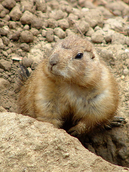 photo "Prairie Dog" tags: nature, wild animals