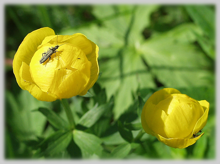 photo "This world mine..." tags: macro and close-up, nature, insect