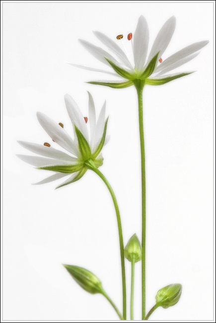 photo "Stellaria" tags: macro and close-up, nature, flowers