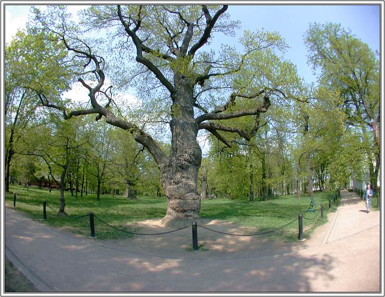 photo "Patriarch-Tree" tags: nature, landscape, 