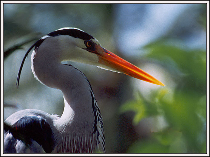 photo "One bird portrait" tags: nature, wild animals