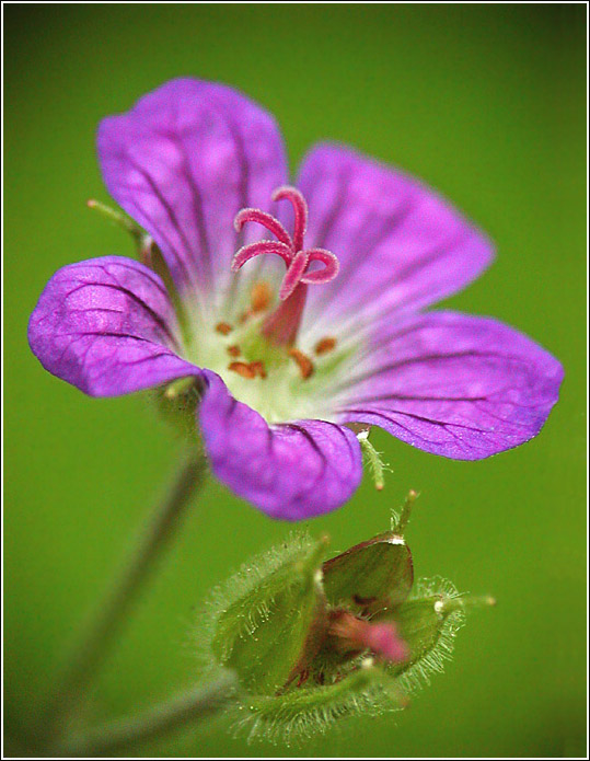 photo "Forest`s Cinderellas #2" tags: nature, macro and close-up, flowers