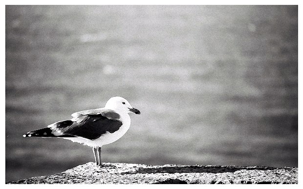 photo "Stop to Relax" tags: still life, nature, wild animals