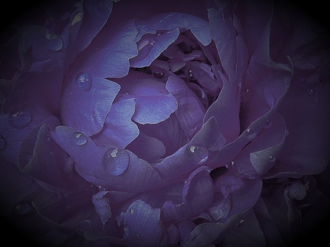 фото "ночной пион" метки: макро и крупный план, природа, цветы