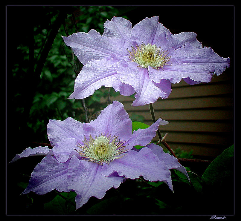 photo "Twin Sisters" tags: nature, macro and close-up, flowers