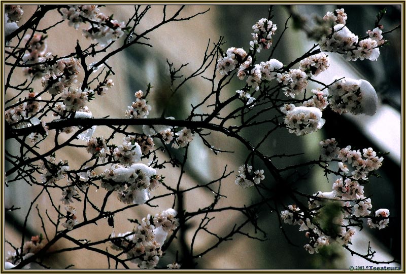 фото "SprWinter :)" метки: природа, пейзаж, весна, цветы