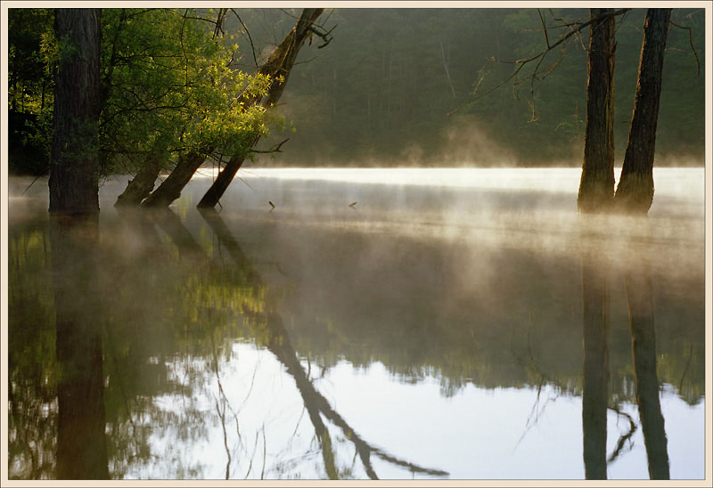 фото "Many shades of green....(Water and Sun)" метки: пейзаж, лес