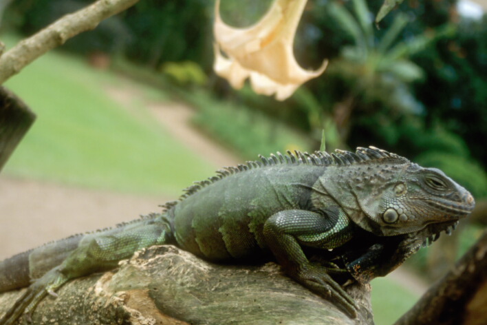 photo "Lizard" tags: nature, misc., wild animals