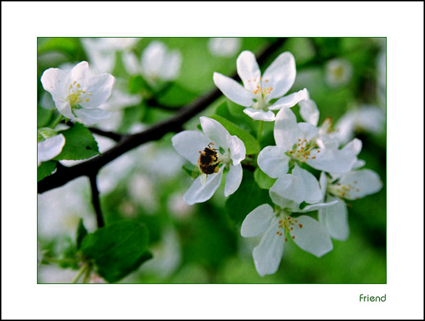 photo "It`s spring again!" tags: nature, flowers