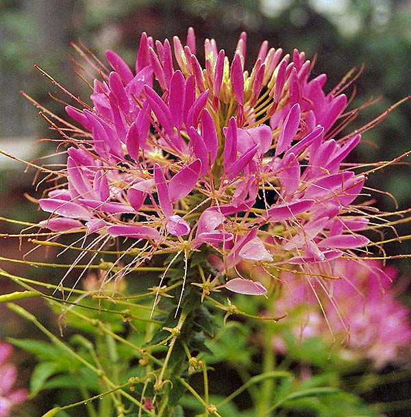 photo "***" tags: nature, flowers