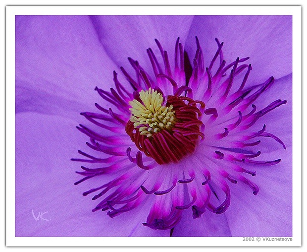 фото "Purple Flower" метки: макро и крупный план, природа, цветы