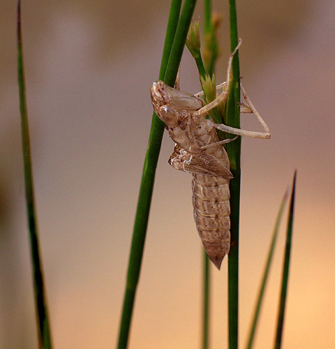 photo "Summer Songs" tags: macro and close-up, nature, insect