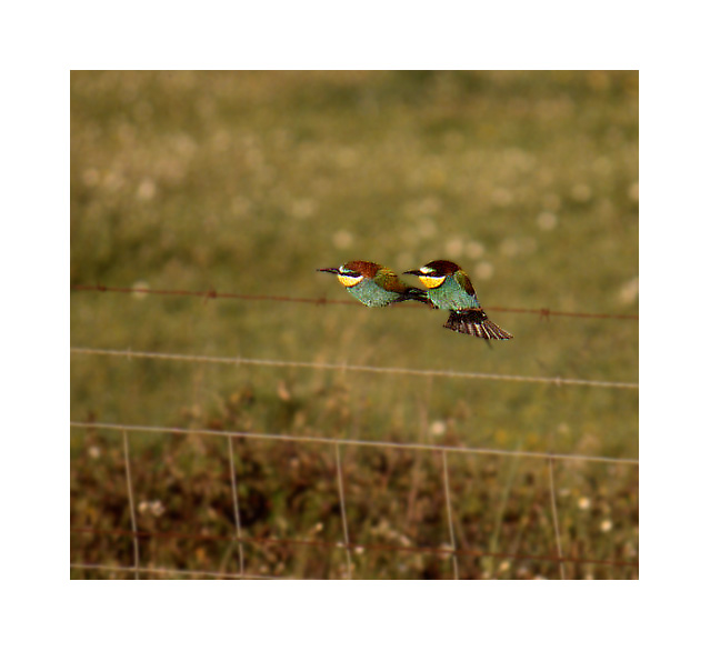 photo "Bee-eaters" tags: nature, wild animals