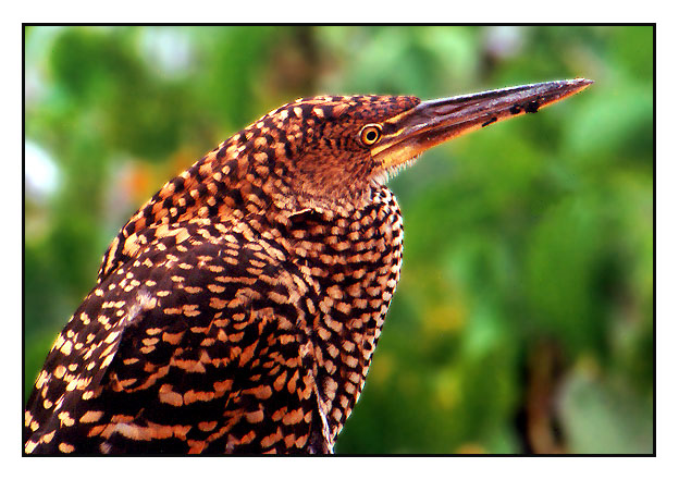 photo "Pantanal`s birds" tags: nature, travel, South America, wild animals