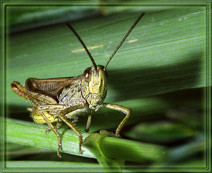 photo "In a grass sat the grasshopper…" tags: macro and close-up, nature, insect