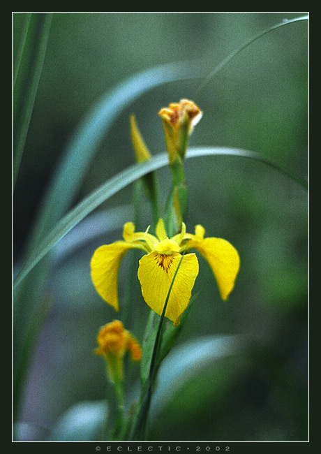 photo "Flower in a grass" tags: nature, flowers