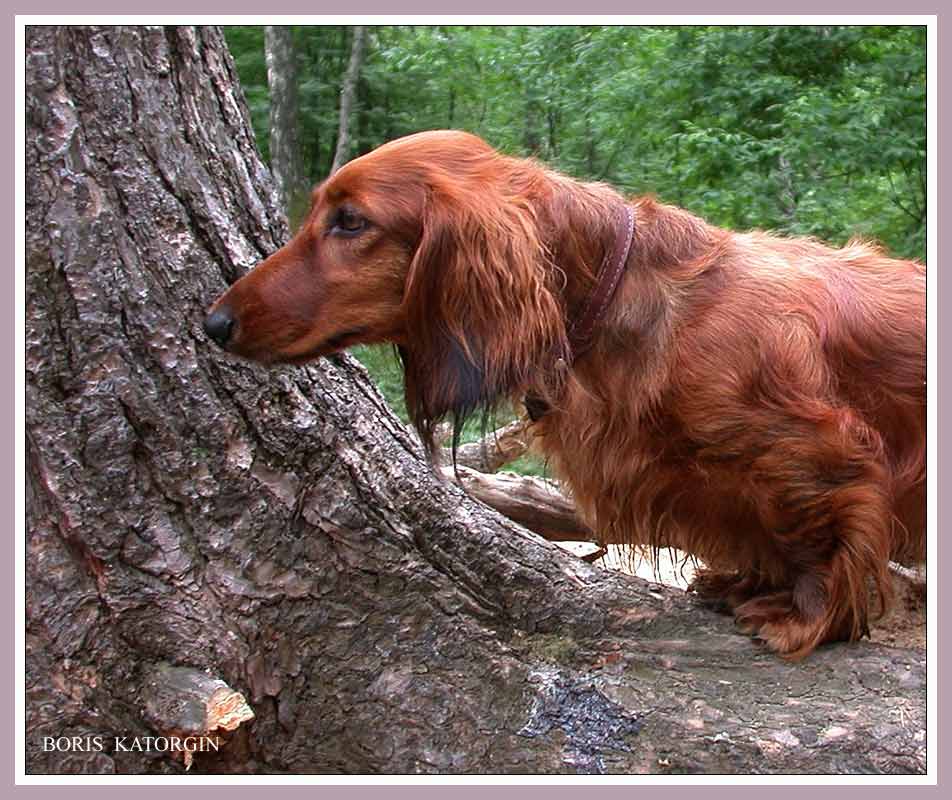 фото "Внимание! Дичь . . ." метки: природа, портрет, домашние животные