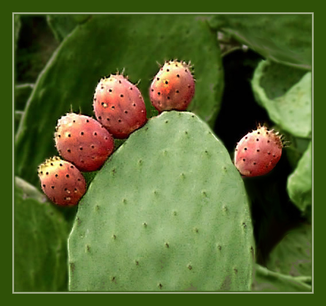 photo "The Foot" tags: nature, macro and close-up, flowers