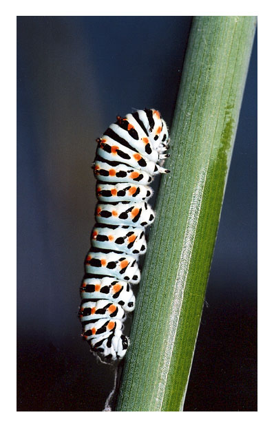 photo "Papilio sp." tags: misc., 