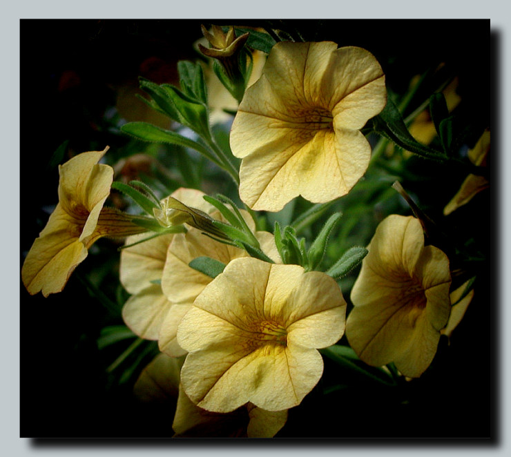 photo "And I saw the Seven Angels ..." tags: nature, macro and close-up, flowers