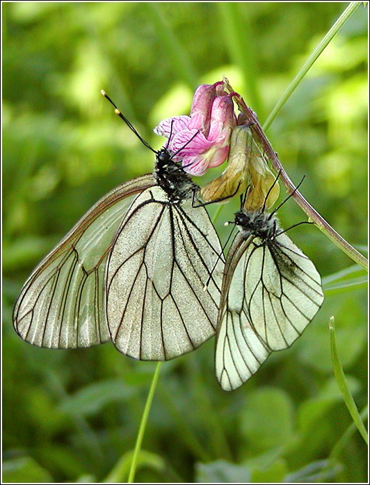 photo "To majors-  the best fresh "chunk"..." tags: genre, nature, insect