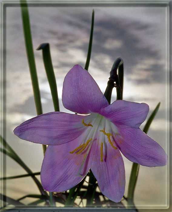 photo "Flower sketch" tags: nature, macro and close-up, flowers