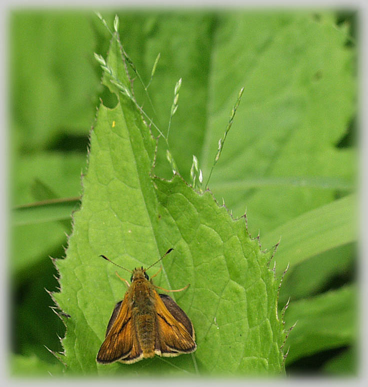 photo "Soon in flight" tags: macro and close-up, nature, insect