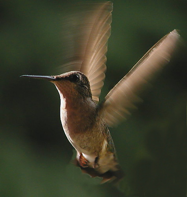 photo "Hummer at Dusk..." tags: misc., 